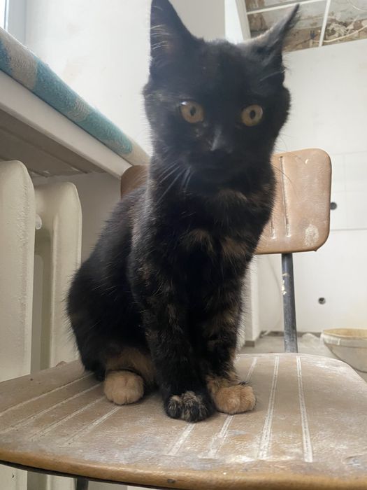 Щенки и котята в добрые руки