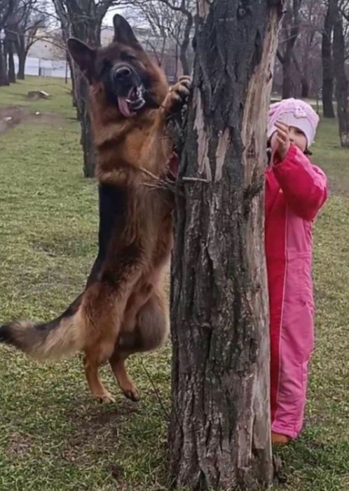 Питомник н/о щенки для охраны!