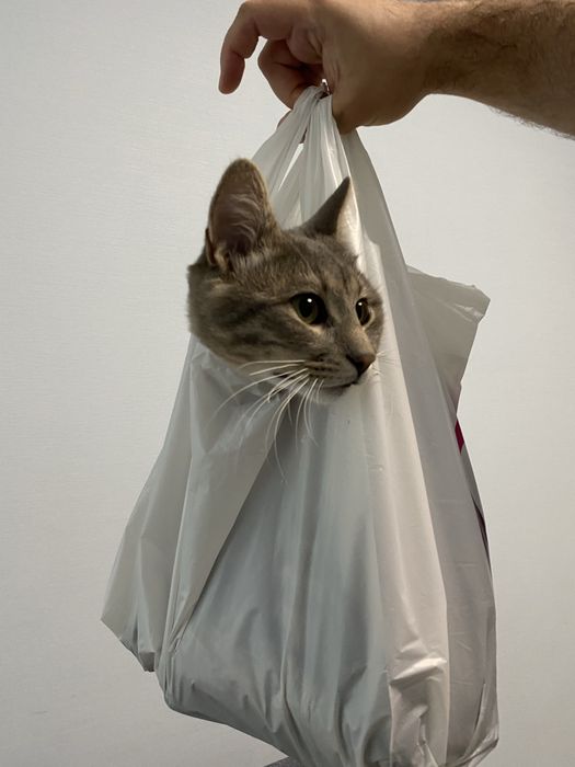 Безкоштовно віддам кота. Ірпінь/Київ