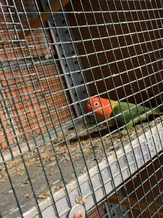 Alguns agapornis disponiveis
