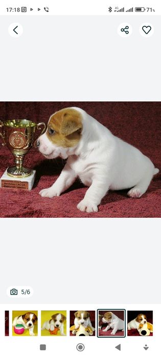 Джек Рассел тер'єр з документами клубу КСУ