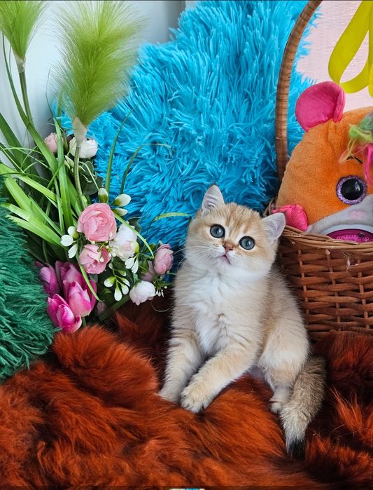 Золотая британская шиншилла кот котята котик хлопчик кіт завуальованно