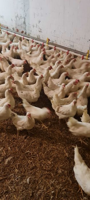 KURY NIOSKI ! Hodowla kur z wolnego wybiegu ! ROSSA Leghorn !