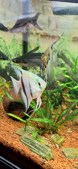 Akwarium z szafką rybkami .