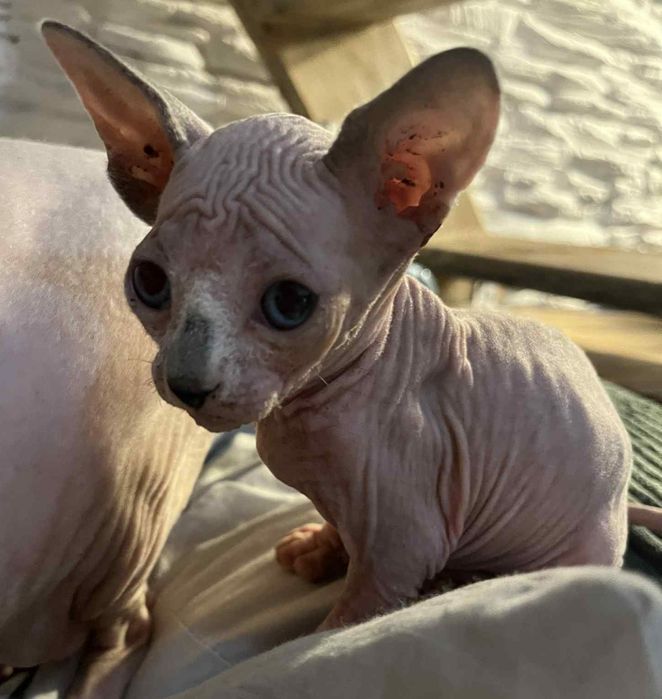 Sfinks Kanadyjski, kotka