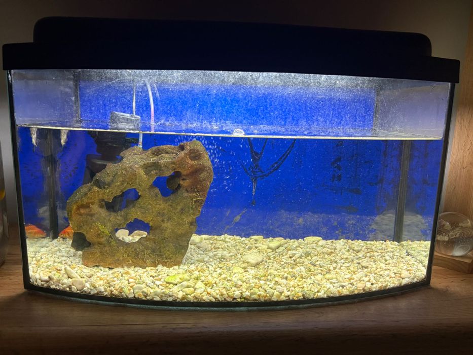 Akwarium 60L zapraszam Opalenica • OLX.pl