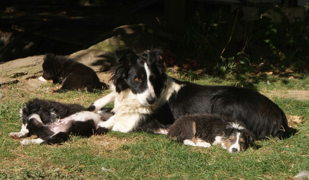 [REZERWACJA] Oddam szczeniaczki mieszańce po suczce border collie z rodowodem