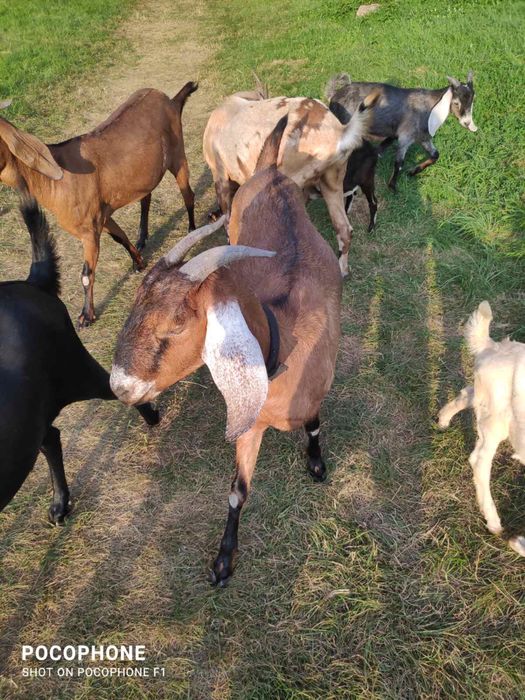 Англо- нубійські кози та козли