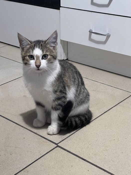 Uroczy kocurek do adopcji