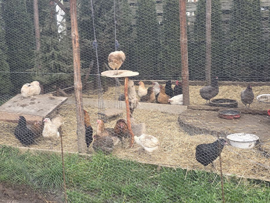 Kury araukany kury silki kury rosy pisklaki araukany