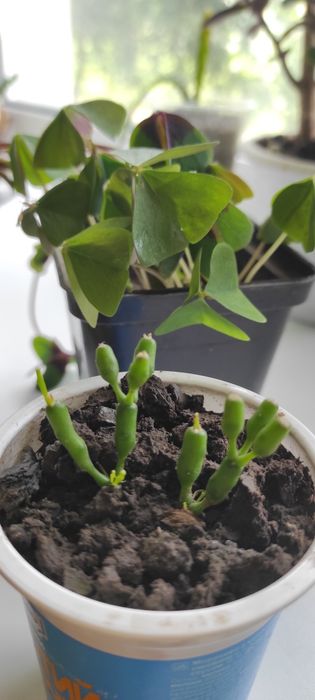 Маранта, опунція, сансевієрія, еуфорбія, фікус, хатіора, кактус