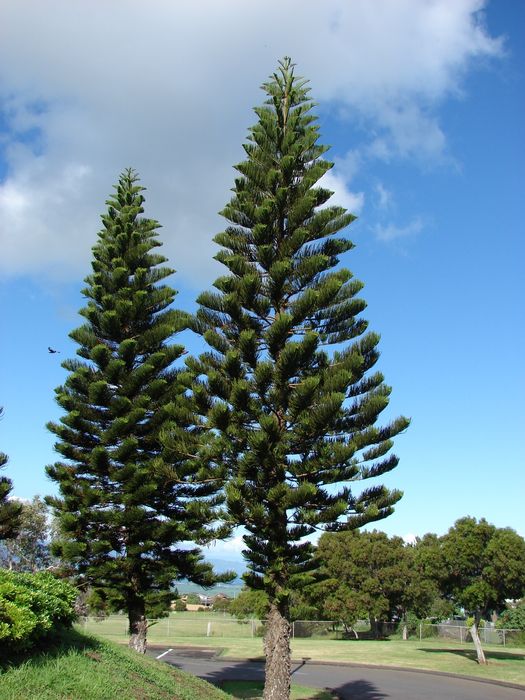 Sementes de araucaria