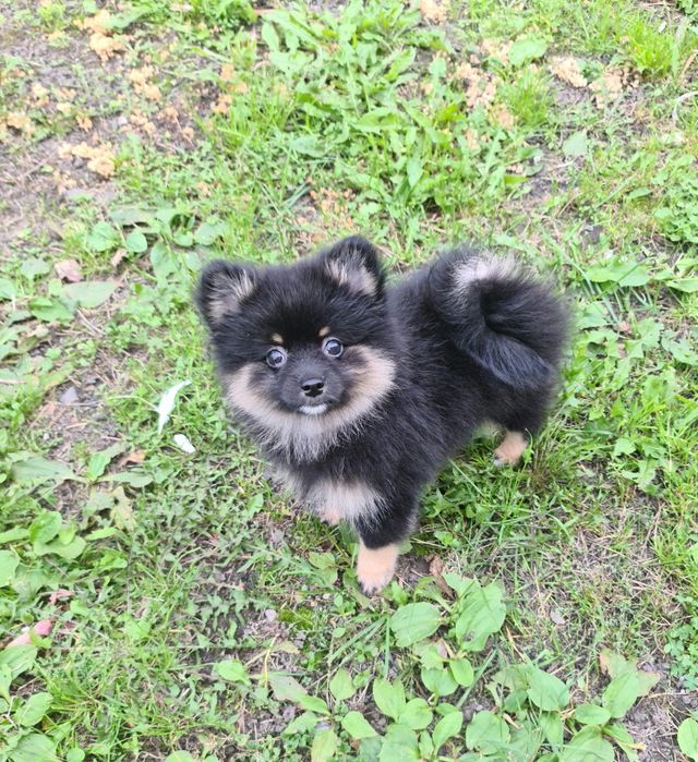 Szpic miniaturowy