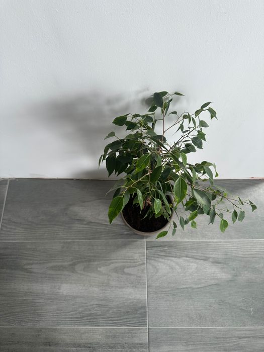 Fikus Benjamin ok 65cm z donicą glinianą