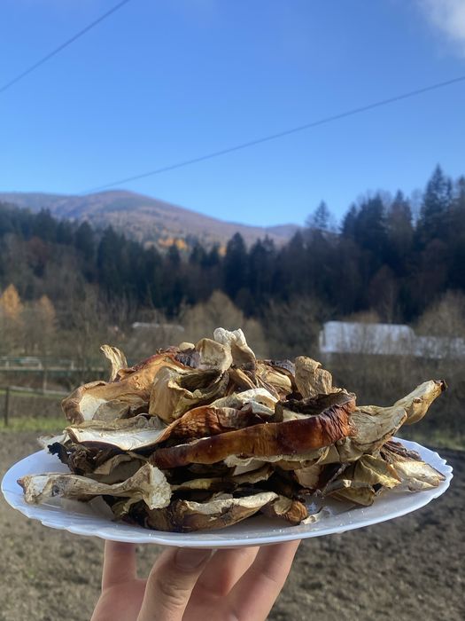 Продам Білі гриби | Зібрано 2025