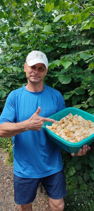 Рапаны: крупный , отборный,свеже-чищенные(замороженные)