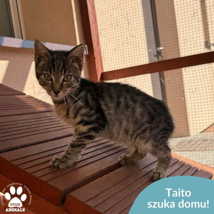 Taito szuka domu!