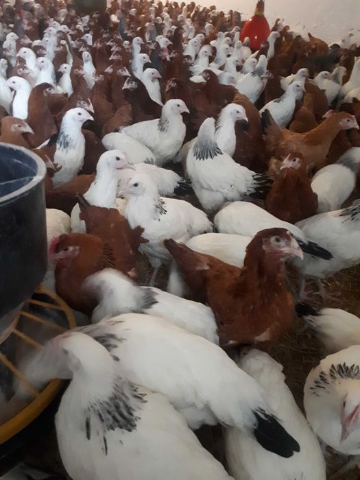 Kury nioski młode Rosa Messa Dominant Leghorn Zapraszam Dowóz Gratis