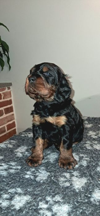 Seter szkocki gordon ZKwP