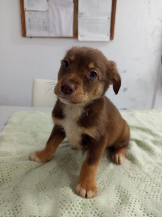 2 meninas  e 1 menino com 2 mesinhos para adopção