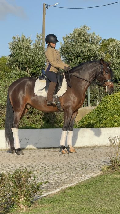 Lusitano Puro Filho Campeão Europeu Equitação de trabalho
