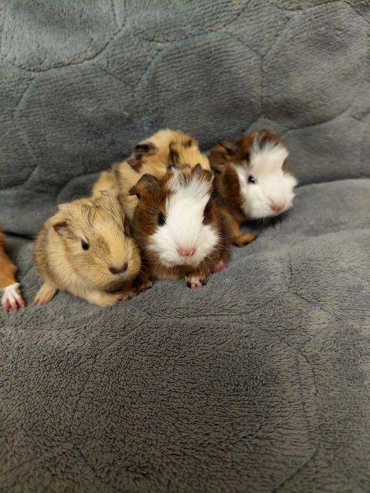 Продаю Морские свинки