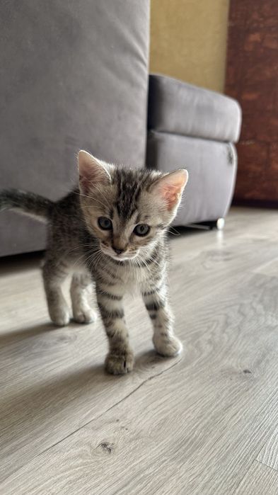 Кошеня дівчинка, бенгал, породиста.