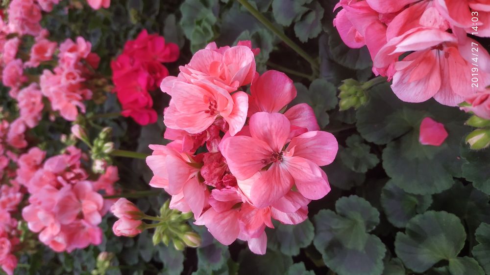 Kwiatek WPR - Pelargonia