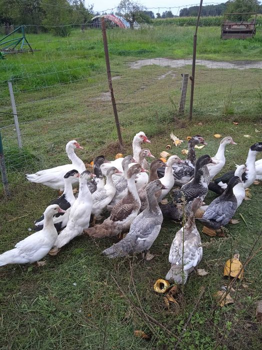kaczki piżmowe w kilku kolorach