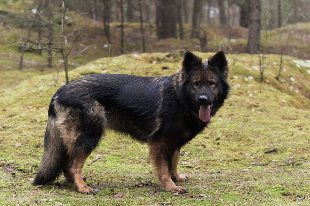 Owczarek Staroniemiecki ... ( Długowłosy czarny  / wilczasty  )