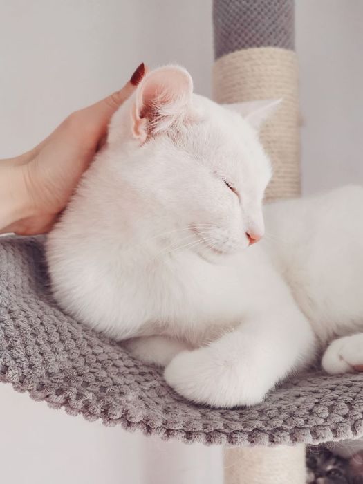 Opieka nad kotem podczas wyjazdu.Catsitter/petsitter w całej Warszawie