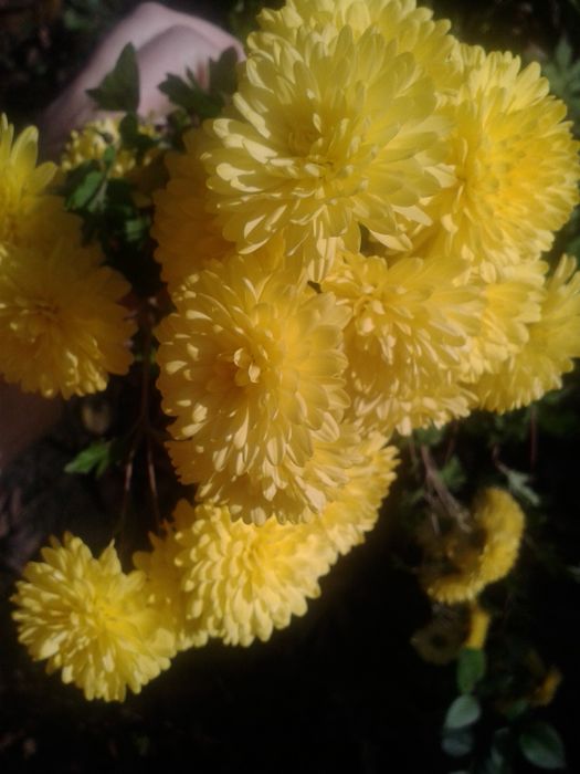 Хризантеми     .