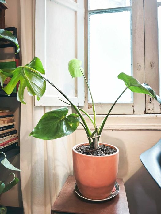 Plantas Monstera, Jiboia - Costela de Adão - São Jorge