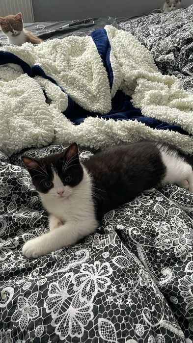 Kocur brytyjski na kolanka