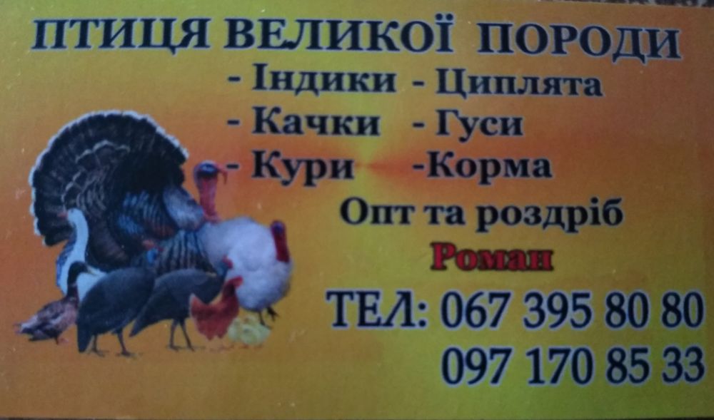 Кури на ЯЙЦЕ,Циплята,Качки,Гуси,Індичата