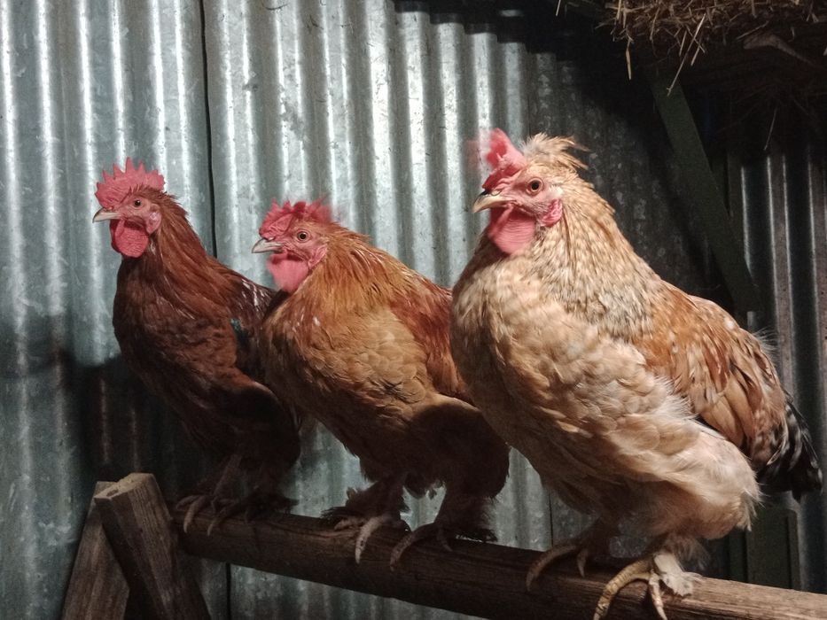 Sprzedam młode koguty