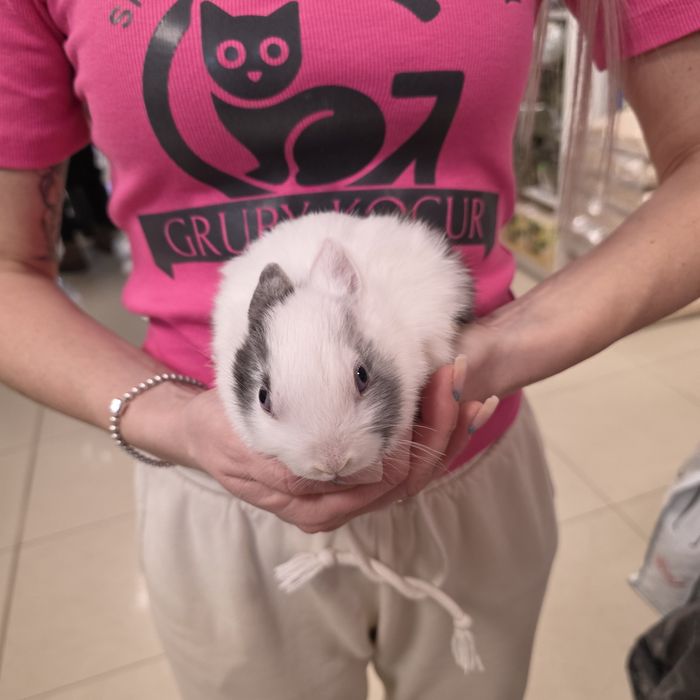Królik karzełek w Gruby Kocur sklep zoologiczny