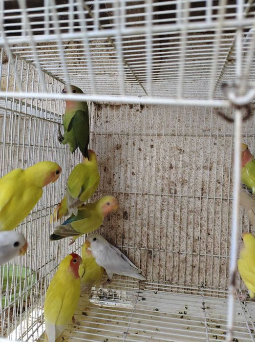 Roseicollis muito bonitos