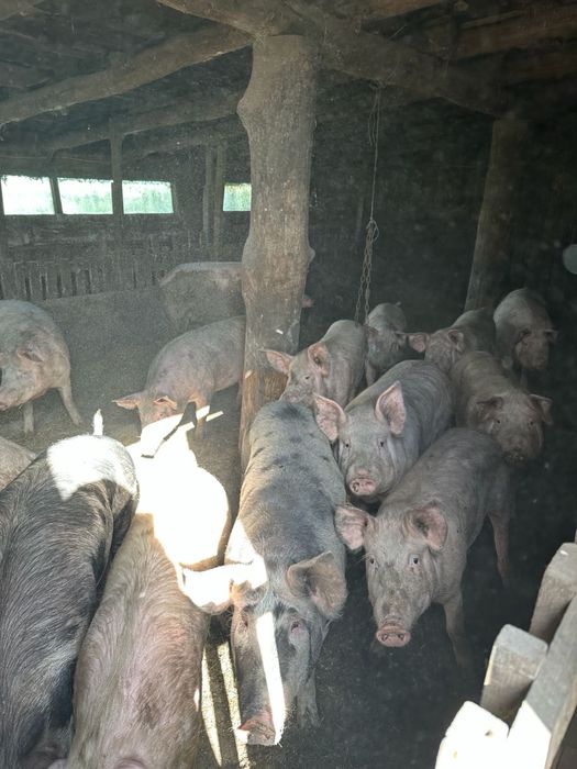Продам свиней на м’ясо. Ціна договірна