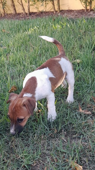 Jack Russell Terrier Excelente, com Pedigree e Afixo