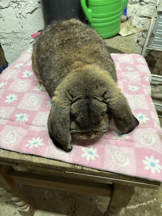 Kroliki samce baran francuski