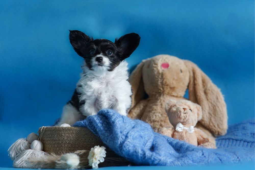 Papillon po championach