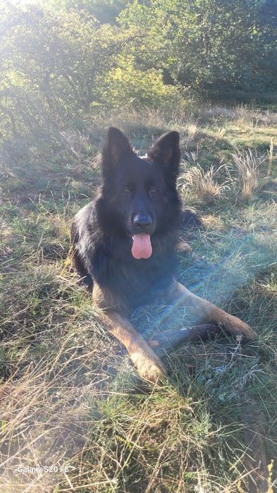 Dwuletni psiak szuka kochającego odpowiedzialnego domu