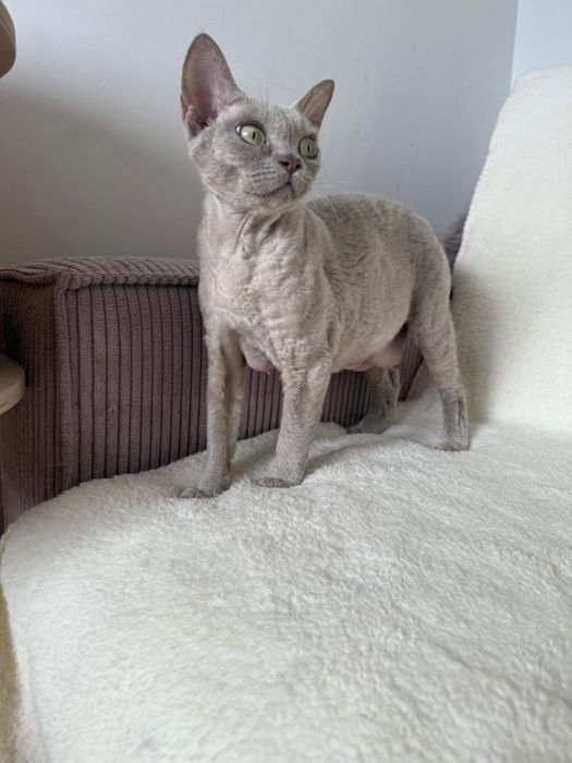 Kot Devon Rex kolor liliowy rodowód WCF Jaśminowy Powiew*PL