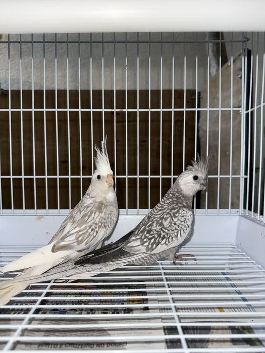 Casal de Caturras + Oferta de Ninho Novo