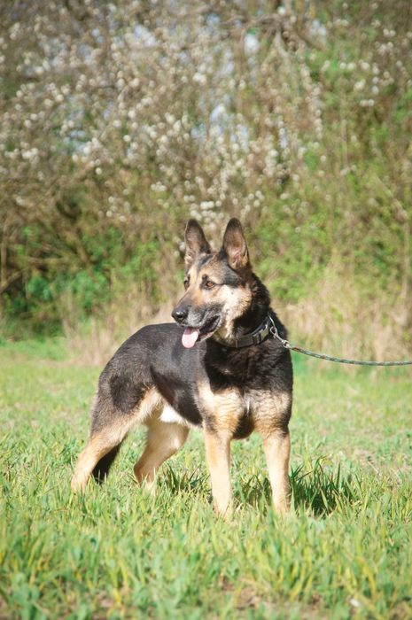 Hugon - piękny pies do adopcji