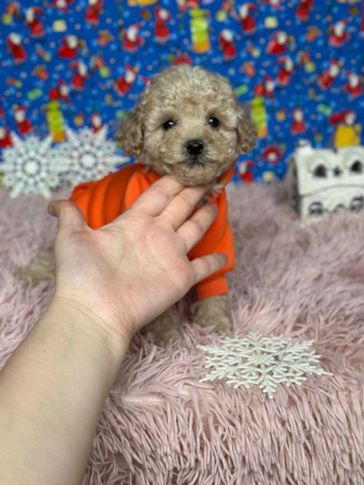 Мальтіпу цуценята міні малюки: