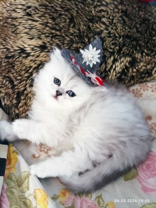 Серебристая шиншилла