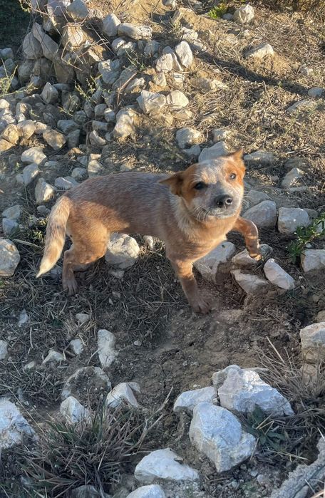 Cachorra 5 meses Red Heeler