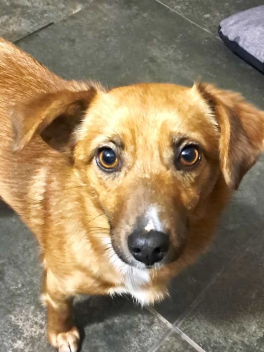 Cudna, kochana, malutka, przytulasna, bezdomna sunia szuka domku